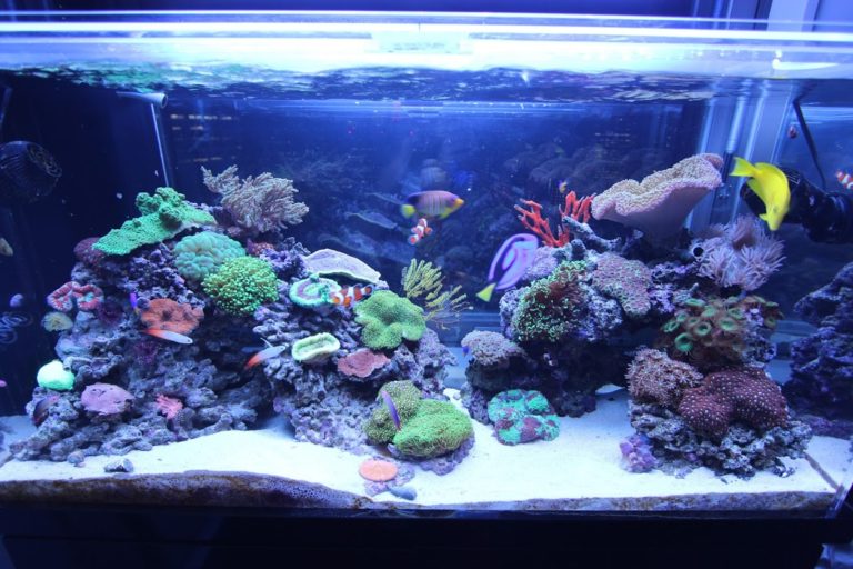 サンゴと海水魚が泳ぐ青い照明の海水魚水槽